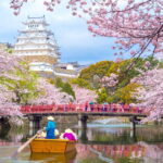 Sakura---ciresii-infloriti-din-Japonia