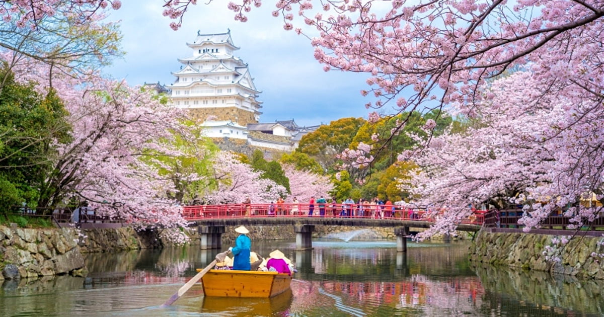 Sakura---ciresii-infloriti-din-Japonia