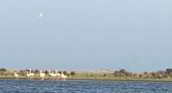 Păsări flamingo în Delta Dunării, cel mai numeros grup din ultimul secol
